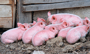 La importancia de mycoplasma hyopneumoniae en el complejo respiratorio porcino